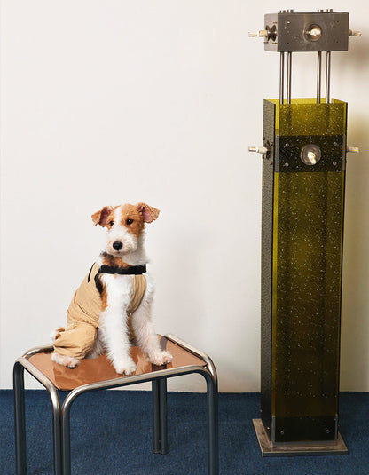 Dog exploring outdoors in CHISU SunTrail protective dog coveralls designed for spring and summer.