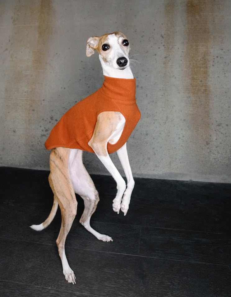 Small dog wearing red clay stretch belly vest indoors, soft breathable fabric ideal for air-conditioned rooms and daily walks