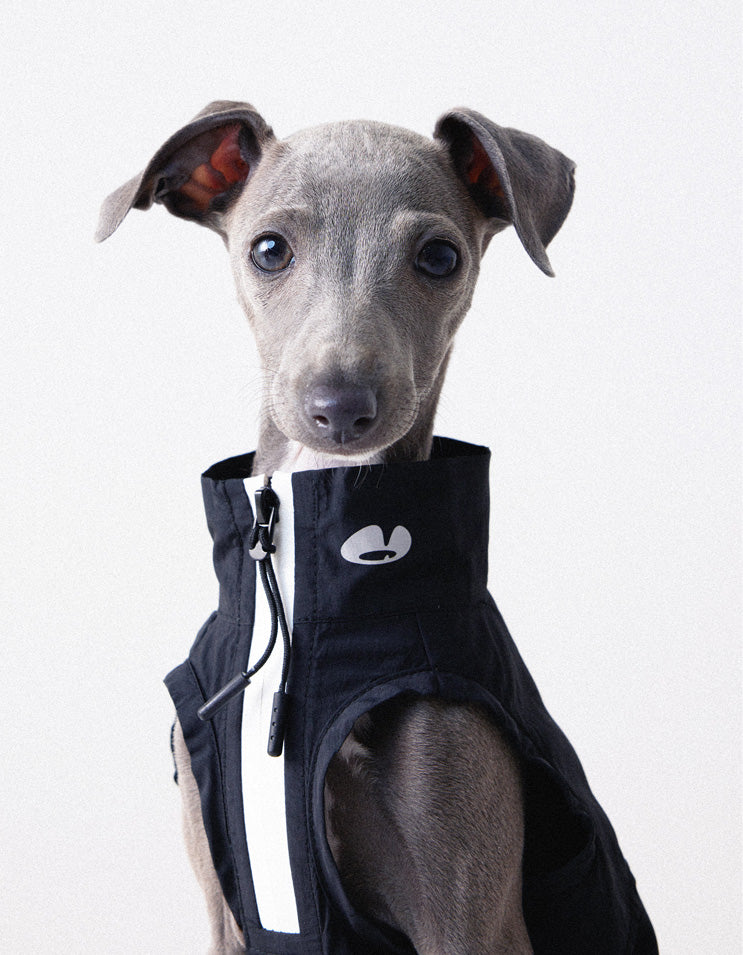 Dog wearing lightweight black vest with water-resistant and quick-dry fabric for outdoor protection