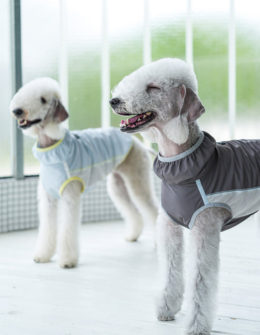 Dog wearing ultra-light cooling vest with UPF50+ sun protection, breathable and quick-dry summer pet clothing
