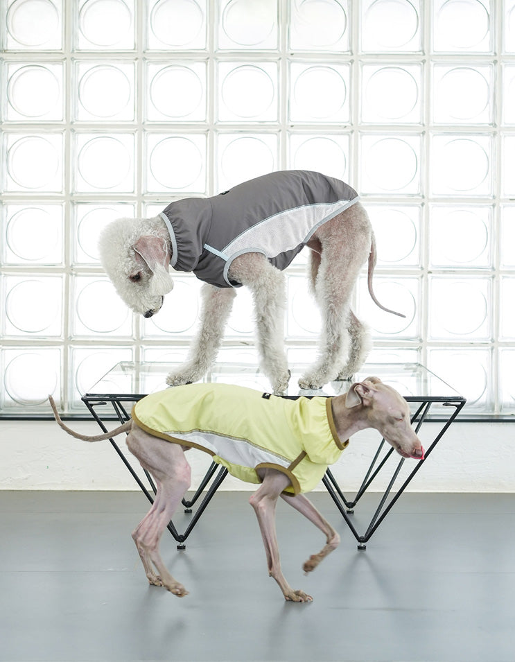 Dog wearing lime green cooling vest, lightweight and breathable for summer comfort