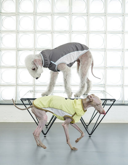 Dog wearing lime green cooling vest, lightweight and breathable for summer comfort