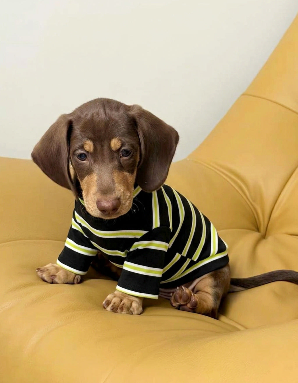 Little dachshund wearing the CHISUPET Dark Green Striped Knit Dog Shirt, featuring soft 100% cotton knit, bold dark green and black stripes, and a comfortable two-leg fit.