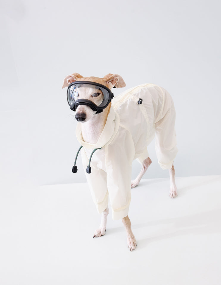 Dog wearing CHISU AeroShield white rain shell with full-body coverage for rainy weather walks.