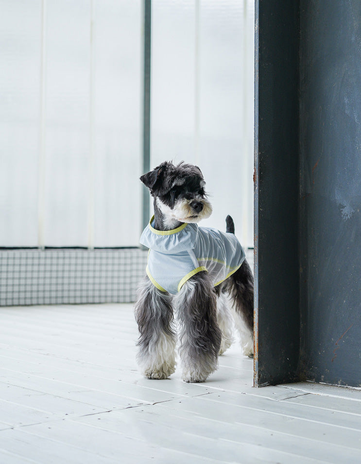 Dog wearing blue cooling vest with quick-dry fabric, ideal for warm weather activities