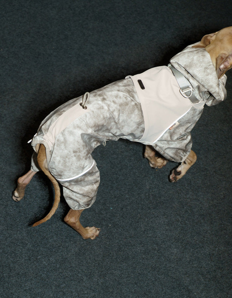 Dog enjoying an outdoor walk in the CHISU TrailShield waterproof shell designed for rainy and windy conditions.
