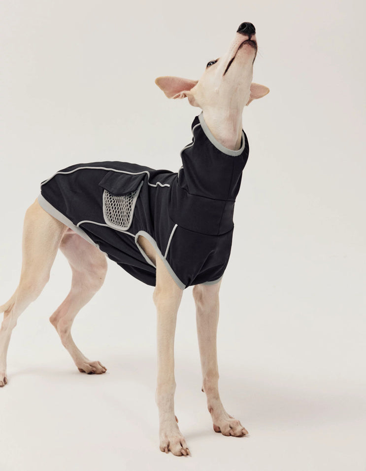 Active dog in stretch-fit sport vest, designed for comfort during running and exercise