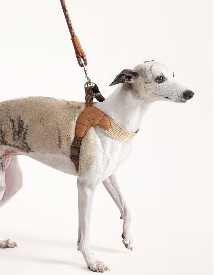 Dog wearing soft suede chest harness from side view showing breathable comfortable fit