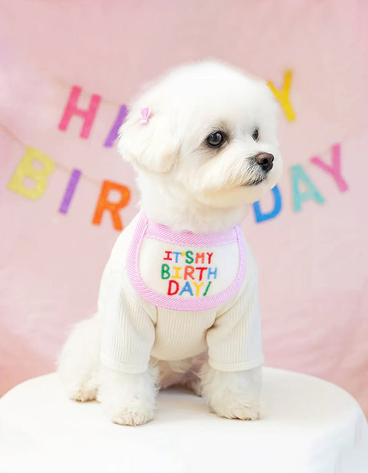 small dog wearing soft felt birthday hat and matching collar accessory set for birthday party look