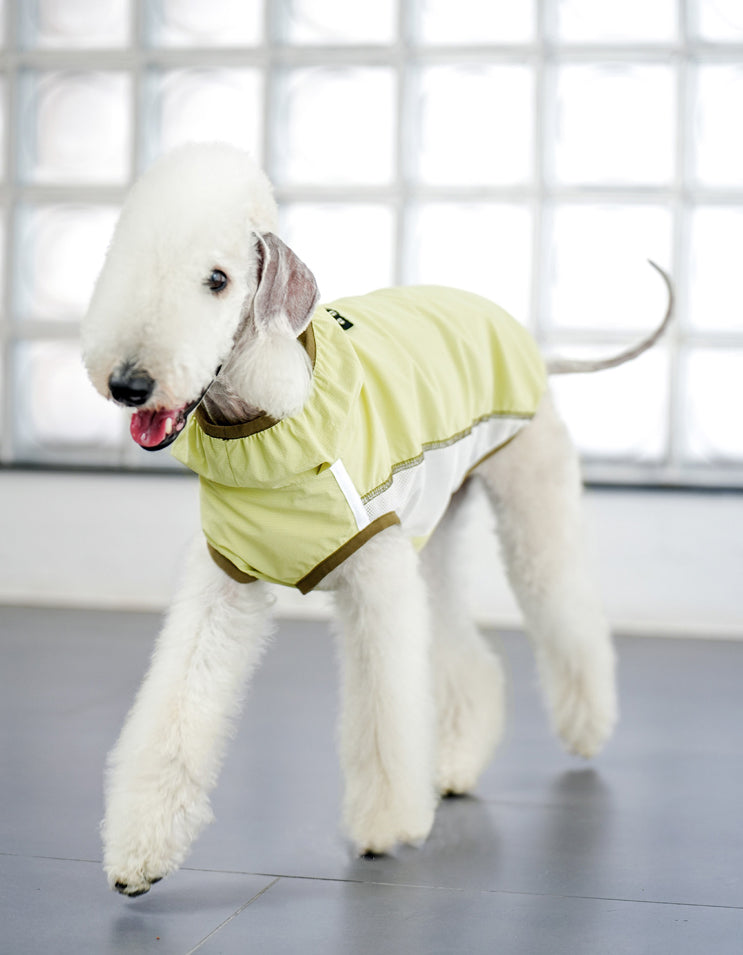 Dog in gray cooling vest with breathable fabric, designed for sun protection and daily wear