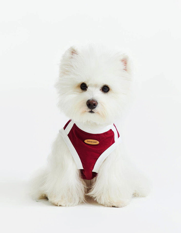 Dog walking outdoors in CHISU CoolBreeze vest designed for heat relief and airflow comfort.