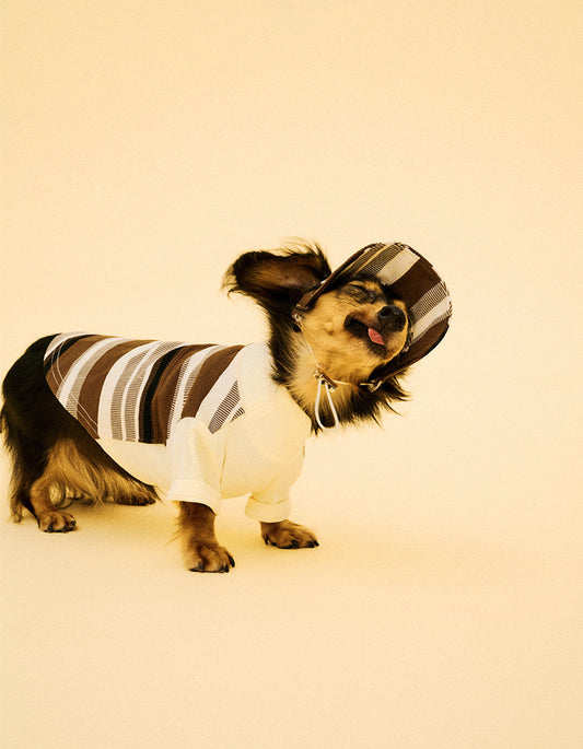 Dog wearing brown striped baseball cap inspired by tiramisu dessert tones