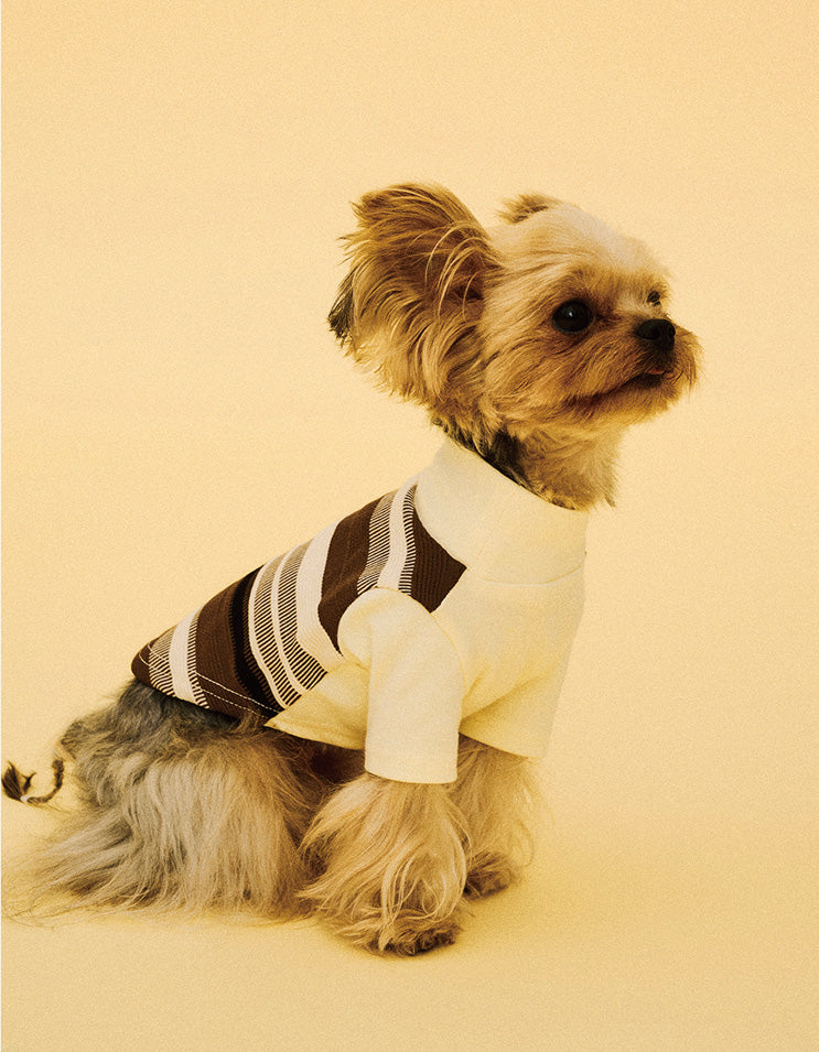 Dog wearing warm brown striped T-shirt inspired by tiramisu dessert tones