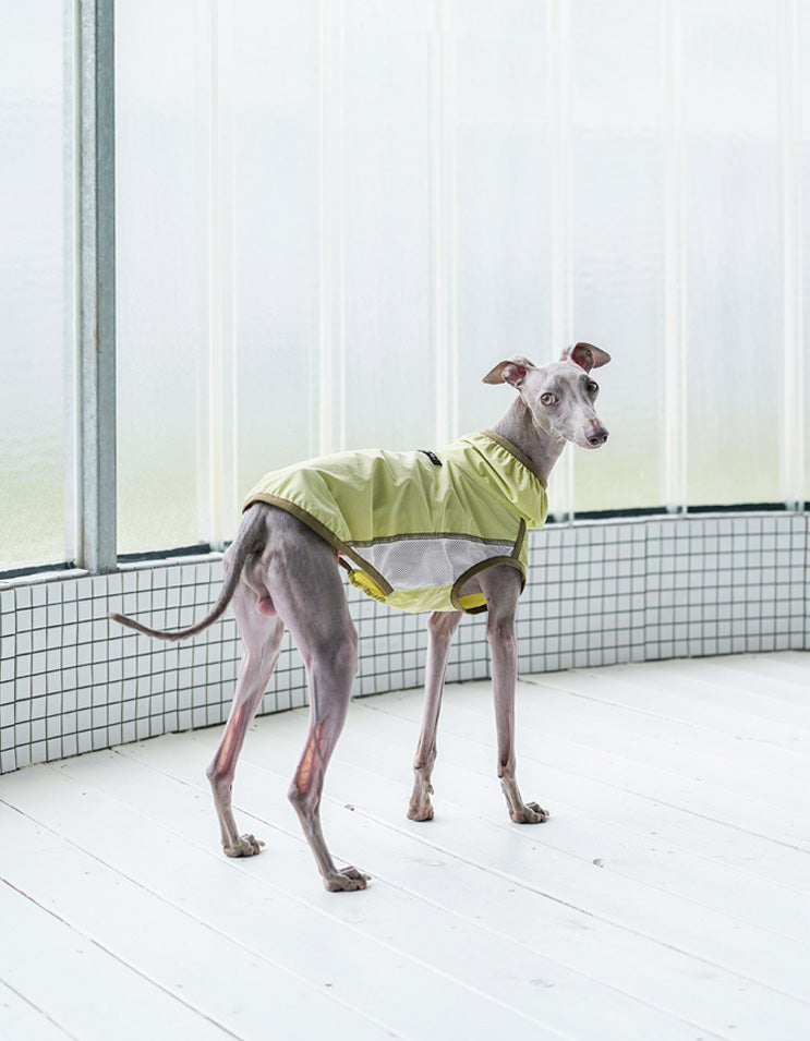 Puppy in ultra-lightweight cooling vest, ideal for outdoor walks in hot weather