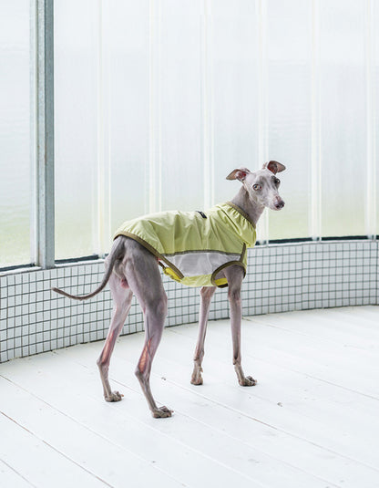Puppy in ultra-lightweight cooling vest, ideal for outdoor walks in hot weather