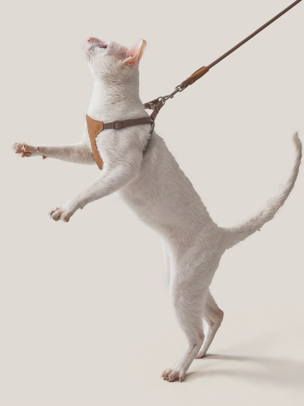 Cat modeling the VivaBone suede cat harness and leash set by CHISUPET, showcasing its lightweight construction, adjustable fit, and comfortable chest support.