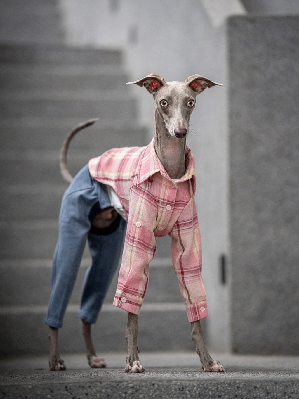 Dog wearing washed blue CHISUPET pet denim overalls with a clean, rhinestone-free hem