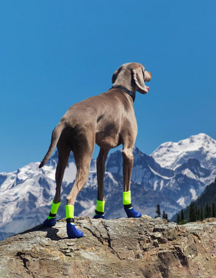 Dog walking comfortably in waterproof dog boots featuring wave-cushion technology