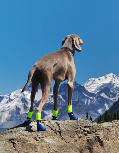 Dog walking comfortably in waterproof dog boots featuring wave-cushion technology