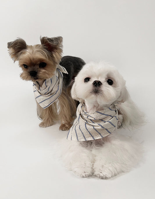 Close-up of Yorkie wearing striped cotton bandana with embroidered and pleated texture